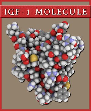 igf 1 des igf 1 des