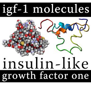 igf 1 supplement igf 1 supplement