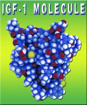 igf 1 igf 1