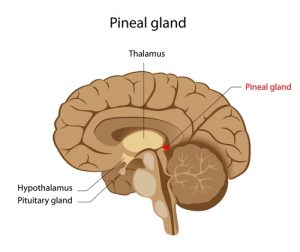 pituitary gland 300x252
