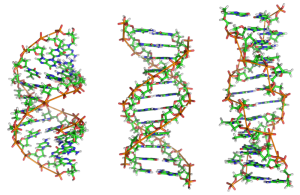 A DNA B DNA Z DNA 300x195