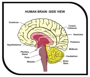 pituitary gland in the brain 300x256