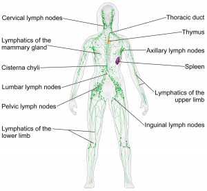 Lymph system diagram 300x277