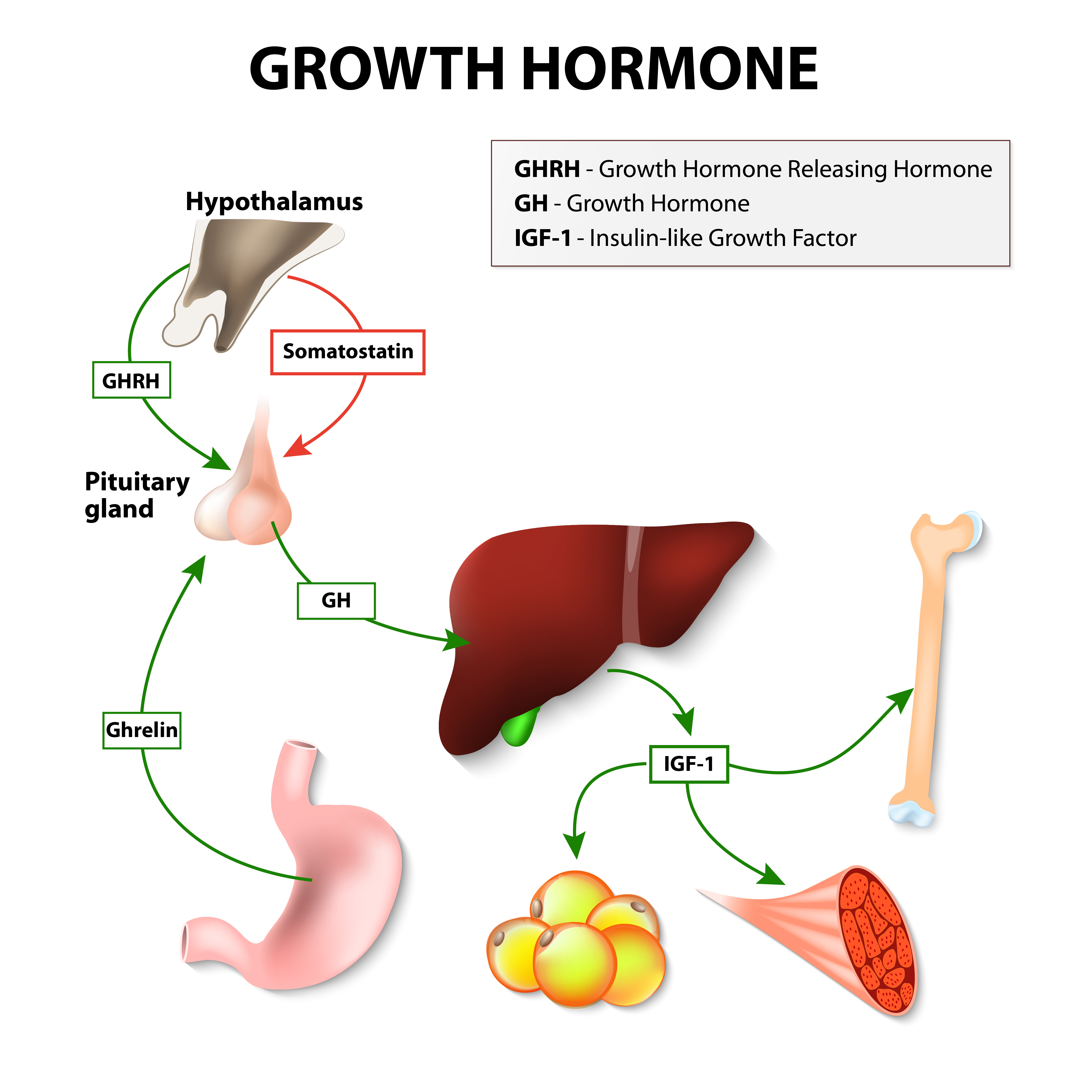 what-is-sermorelin-ghrh-the-facts-you-need-to-know