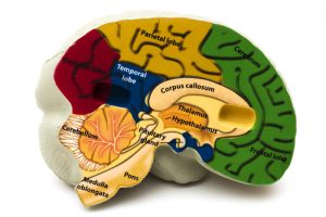 pituitary gland 300x200