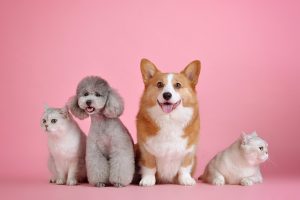 can pets suffer from HGH deficiency 300x200